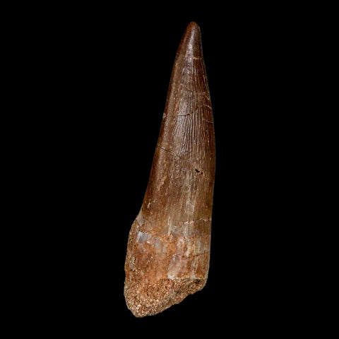 1.9" Plesiosaur Zarafasaura Tooth Fossil Cretaceous Dinosaur Era COA, Stand - Fossil Age Minerals