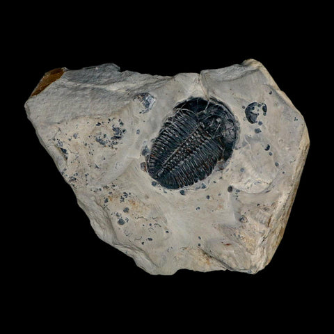 XL 1.5" Elrathia Kingi Trilobite Fossil In Matrix House Range Utah Cambrian Age COA - Fossil Age Minerals