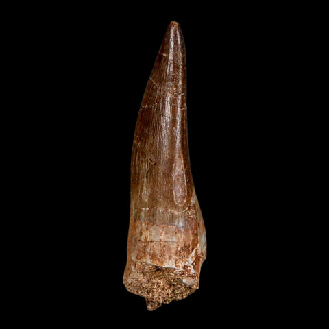 1.9" Plesiosaur Zarafasaura Tooth Fossil Cretaceous Dinosaur Era COA, Stand - Fossil Age Minerals