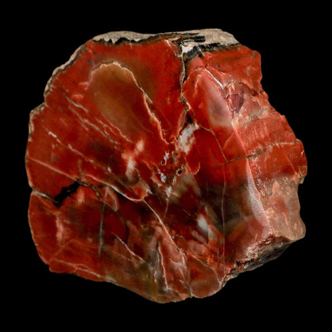 XL 5.9" Fossilized Rainbow Petrified Wood Branch Arizona 66-150 Mil Yrs Old