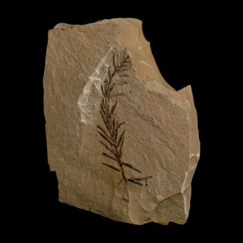2.1" Detailed Fossil Plant Leafs Metasequoia Dawn Redwood Oligocene Age MT COA