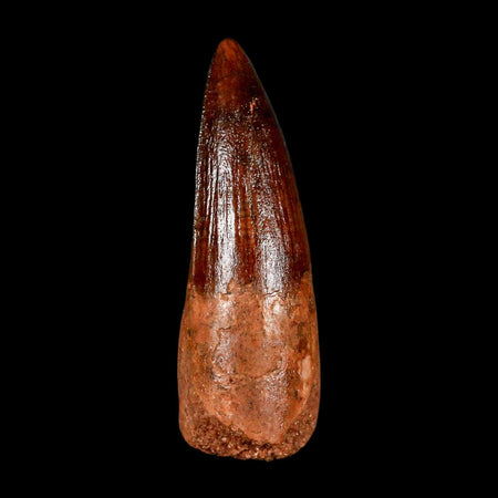 1.9" Spinosaurus Fossil Tooth 100 Million Years Old Cretaceous Dinosaur COA Stand