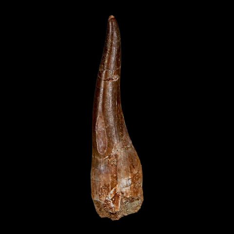1.9" Plesiosaur Zarafasaura Tooth Fossil Cretaceous Dinosaur Era COA, Stand - Fossil Age Minerals