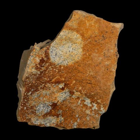 2.1" Detailed Fossil Plant Leafs Metasequoia Dawn Redwood Oligocene Age MT COA