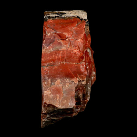 XL 5.9" Fossilized Rainbow Petrified Wood Branch Arizona 66-150 Mil Yrs Old