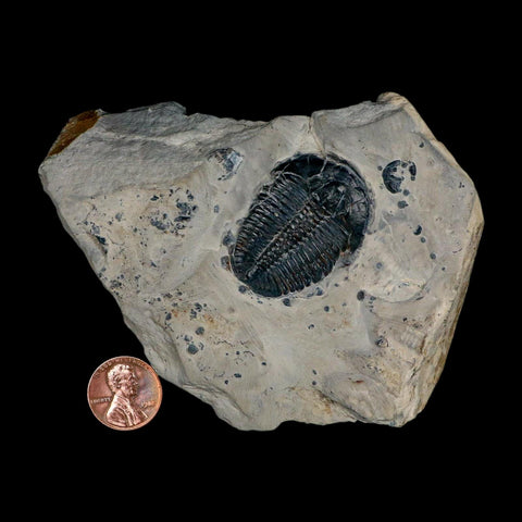 XL 1.5" Elrathia Kingi Trilobite Fossil In Matrix House Range Utah Cambrian Age COA - Fossil Age Minerals