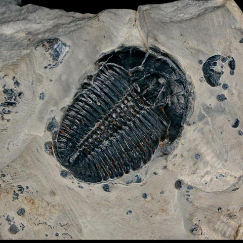 XL 1.5" Elrathia Kingi Trilobite Fossil In Matrix House Range Utah Cambrian Age COA - Fossil Age Minerals