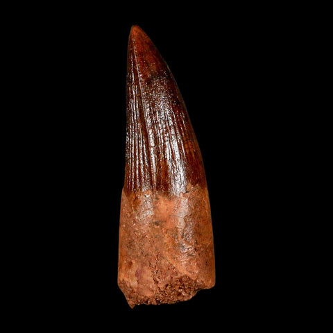 1.9" Spinosaurus Fossil Tooth 100 Million Years Old Cretaceous Dinosaur COA Stand