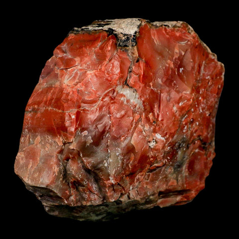 XL 5.9" Fossilized Rainbow Petrified Wood Branch Arizona 66-150 Mil Yrs Old