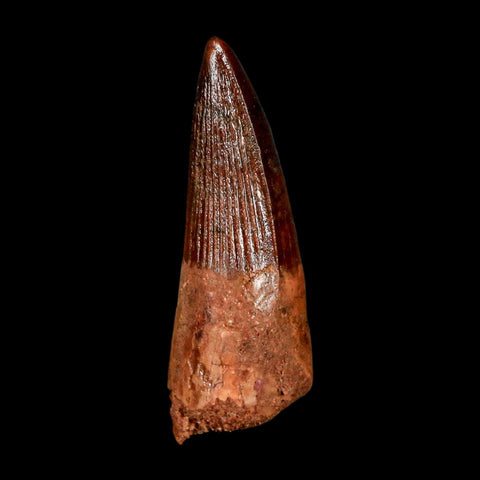 1.9" Spinosaurus Fossil Tooth 100 Million Years Old Cretaceous Dinosaur COA Stand