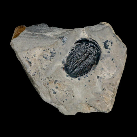 XL 1.5" Elrathia Kingi Trilobite Fossil In Matrix House Range Utah Cambrian Age COA - Fossil Age Minerals