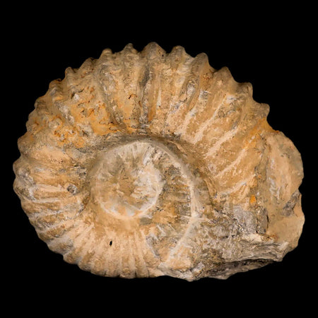 3.8" Acanthoceras Ammonite Fossil Agadir Morocco 360 Million Year Old COA