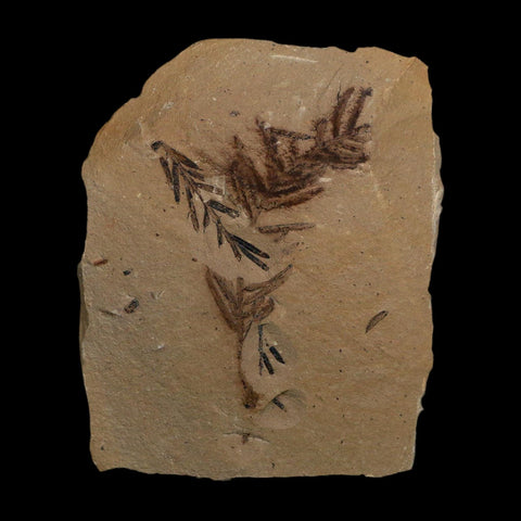 2.1" Detailed Fossil Plant Leafs Metasequoia Dawn Redwood Oligocene Age MT COA