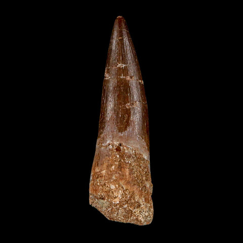1.9" Plesiosaur Zarafasaura Tooth Fossil Cretaceous Dinosaur Era COA, Stand - Fossil Age Minerals