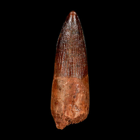 1.9" Spinosaurus Fossil Tooth 100 Million Years Old Cretaceous Dinosaur COA Stand