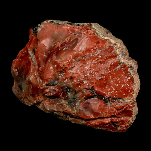 XL 5.9" Fossilized Rainbow Petrified Wood Branch Arizona 66-150 Mil Yrs Old