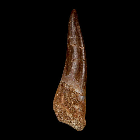 1.9" Plesiosaur Zarafasaura Tooth Fossil Cretaceous Dinosaur Era COA, Stand - Fossil Age Minerals
