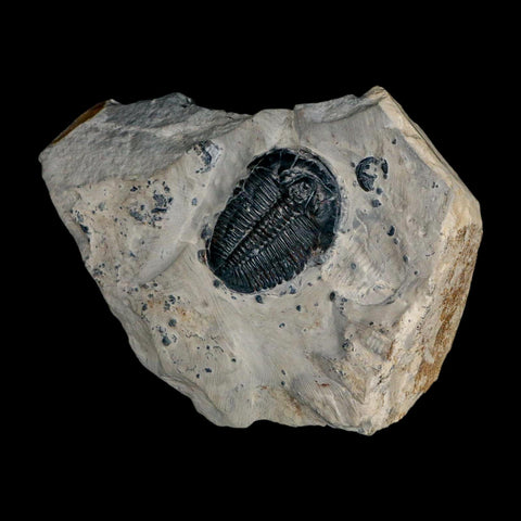 XL 1.5" Elrathia Kingi Trilobite Fossil In Matrix House Range Utah Cambrian Age COA - Fossil Age Minerals