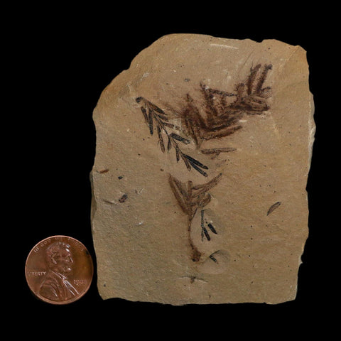 2.1" Detailed Fossil Plant Leafs Metasequoia Dawn Redwood Oligocene Age MT COA
