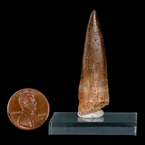 1.9" Plesiosaur Zarafasaura Tooth Fossil Cretaceous Dinosaur Era COA, Stand - Fossil Age Minerals