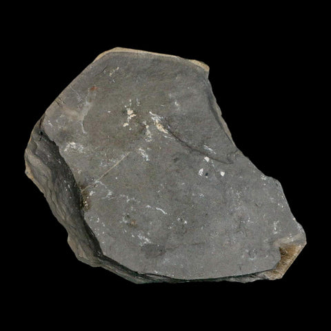 XL 1.5" Elrathia Kingi Trilobite Fossil In Matrix House Range Utah Cambrian Age COA - Fossil Age Minerals