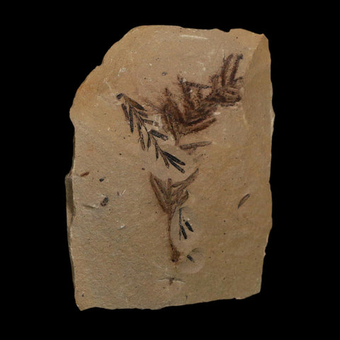 2.1" Detailed Fossil Plant Leafs Metasequoia Dawn Redwood Oligocene Age MT COA