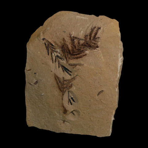 2.1" Detailed Fossil Plant Leafs Metasequoia Dawn Redwood Oligocene Age MT COA