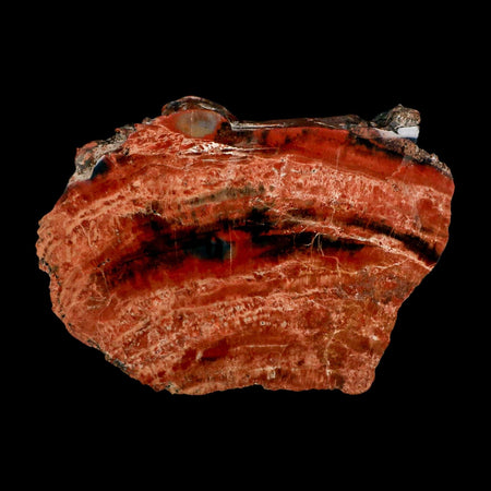 XL 7" Fossilized Rainbow Petrified Wood Branch Arizona 66-150 Mil Yrs Old