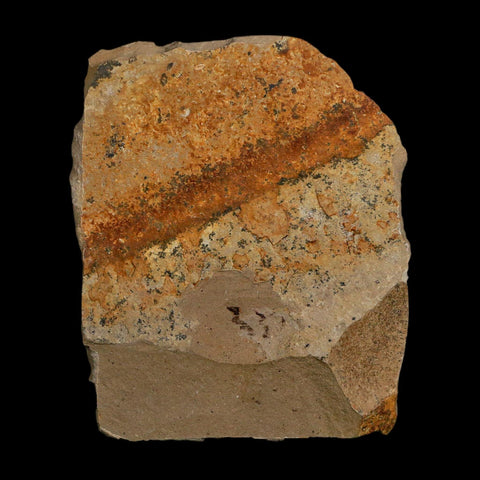 2.1" Detailed Fossil Plant Leafs Metasequoia Dawn Redwood Oligocene Age MT COA