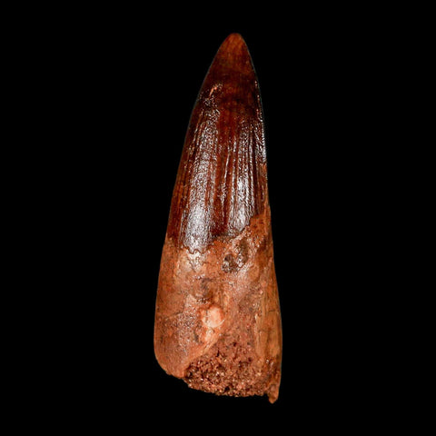 1.9" Spinosaurus Fossil Tooth 100 Million Years Old Cretaceous Dinosaur COA Stand
