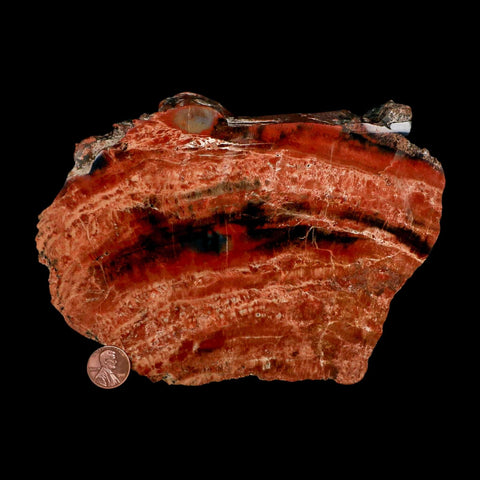 XL 7" Fossilized Rainbow Petrified Wood Branch Arizona 66-150 Mil Yrs Old