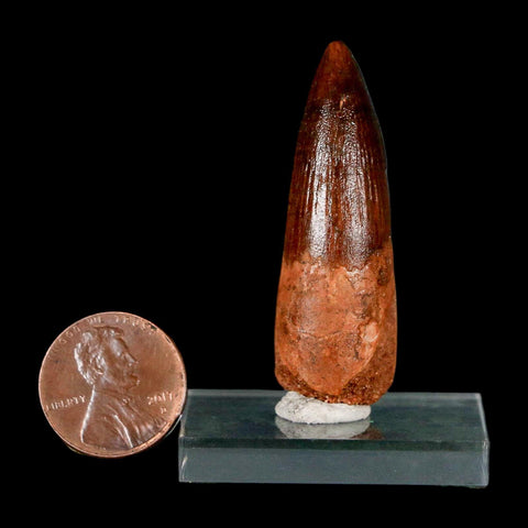 1.9" Spinosaurus Fossil Tooth 100 Million Years Old Cretaceous Dinosaur COA Stand
