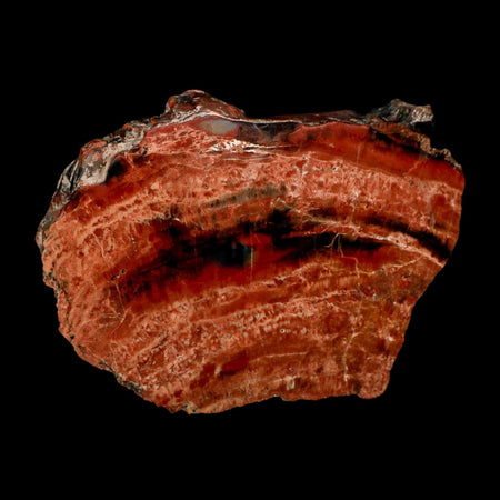 XL 7" Fossilized Rainbow Petrified Wood Branch Arizona 66-150 Mil Yrs Old