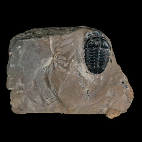 XL 1.3" Elrathia Kingi Trilobite Fossil In Matrix House Range Utah Cambrian Age COA