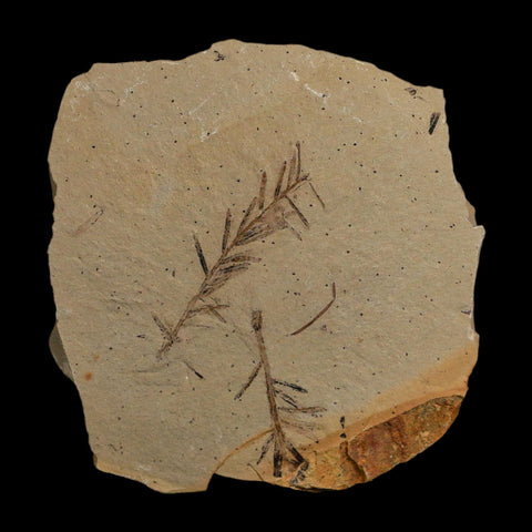 2.1" Detailed Fossil Plant Leafs Metasequoia Dawn Redwood Oligocene Age MT COA