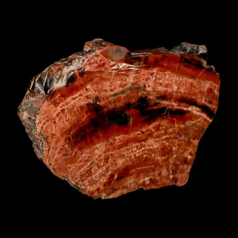 XL 7" Fossilized Rainbow Petrified Wood Branch Arizona 66-150 Mil Yrs Old