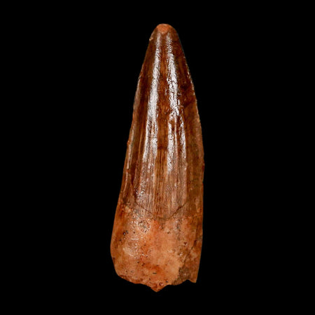 1.7" Spinosaurus Fossil Tooth 100 Million Years Old Cretaceous Dinosaur COA Stand