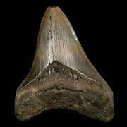 3.2" Quality Megalodon Shark Tooth Serrated Fossil Natural Miocene Age COA