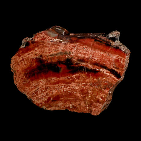 XL 7" Fossilized Rainbow Petrified Wood Branch Arizona 66-150 Mil Yrs Old