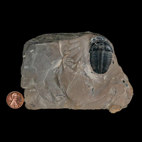 XL 1.3" Elrathia Kingi Trilobite Fossil In Matrix House Range Utah Cambrian Age COA