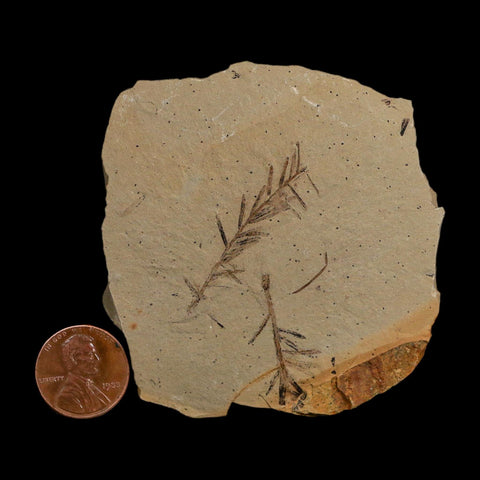 2.1" Detailed Fossil Plant Leafs Metasequoia Dawn Redwood Oligocene Age MT COA