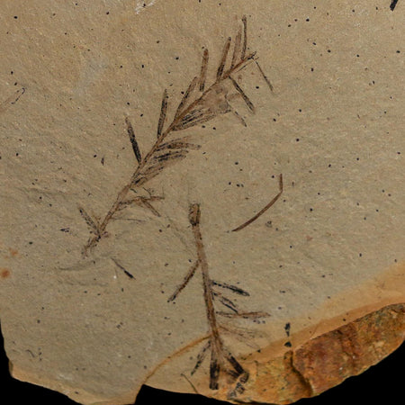 2.1" Detailed Fossil Plant Leafs Metasequoia Dawn Redwood Oligocene Age MT COA