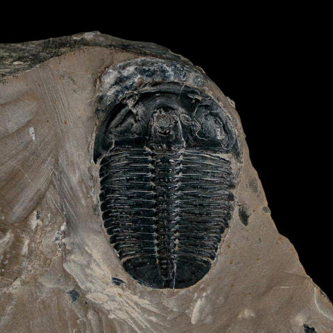 XL 1.3" Elrathia Kingi Trilobite Fossil In Matrix House Range Utah Cambrian Age COA