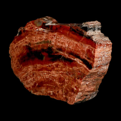 XL 7" Fossilized Rainbow Petrified Wood Branch Arizona 66-150 Mil Yrs Old