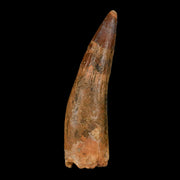XL 3.8" Spinosaurus Fossil Tooth 100 Million Years Old Cretaceous Dinosaur COA Stand