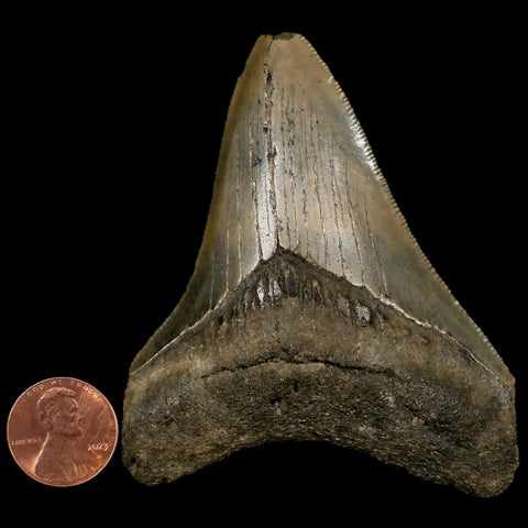 3.2" Quality Megalodon Shark Tooth Serrated Fossil Natural Miocene Age COA - Fossil Age Minerals