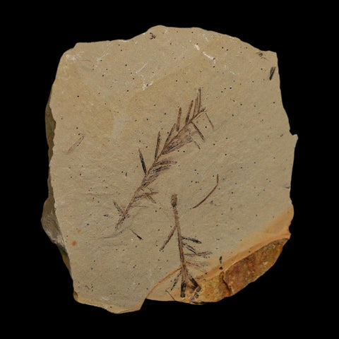 2.1" Detailed Fossil Plant Leafs Metasequoia Dawn Redwood Oligocene Age MT COA