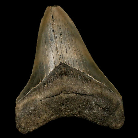 3.2" Quality Megalodon Shark Tooth Serrated Fossil Natural Miocene Age COA