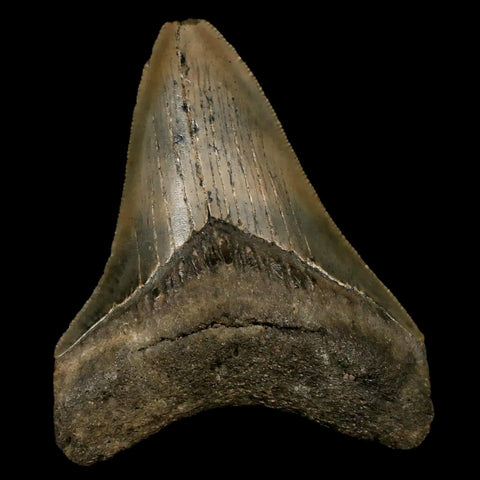 3.2" Quality Megalodon Shark Tooth Serrated Fossil Natural Miocene Age COA - Fossil Age Minerals
