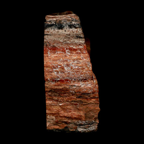 XL 7" Fossilized Rainbow Petrified Wood Branch Arizona 66-150 Mil Yrs Old